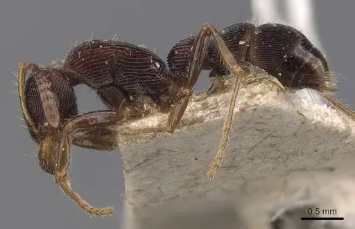 Gnamptogenys ericae - CASENT0907191