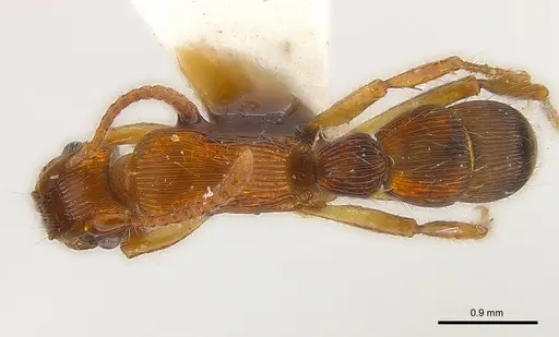 Gnamptogenys fernandezi specimen