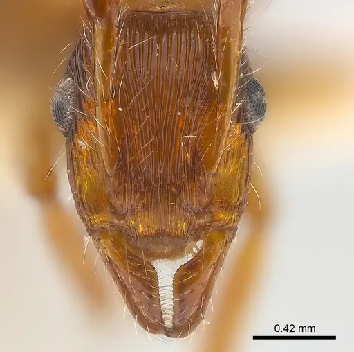 Gnamptogenys fernandezi specimen
