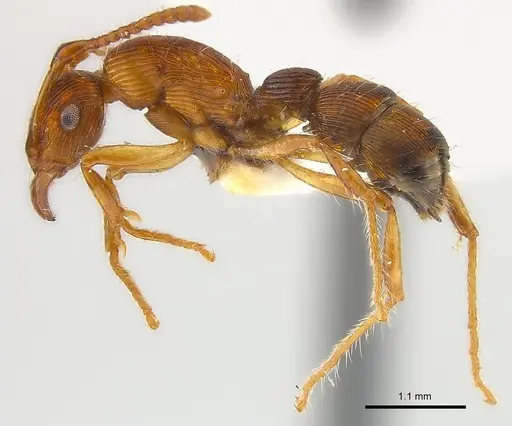Gnamptogenys fernandezi specimen