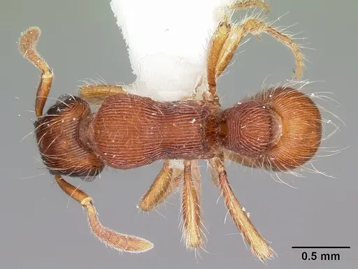 Gnamptogenys hartmani specimen