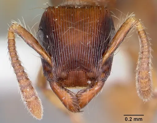 Gnamptogenys hartmani specimen