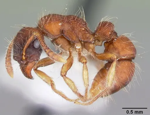 Gnamptogenys hartmani specimen