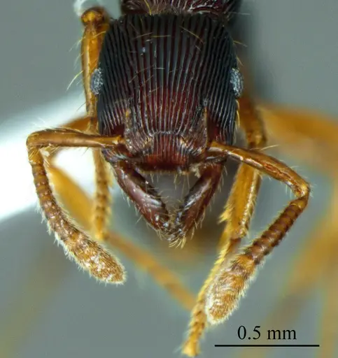 Gnamptogenys horni specimen