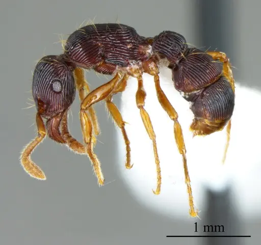 Gnamptogenys horni specimen