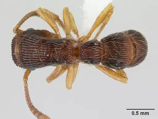 Gnamptogenys horni - CASENT0178678