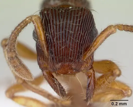 Gnamptogenys horni - CASENT0178678