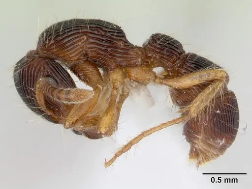 Gnamptogenys horni - CASENT0178678