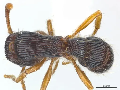 Gnamptogenys horni - CASENT0179987