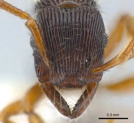 Gnamptogenys horni - CASENT0179987