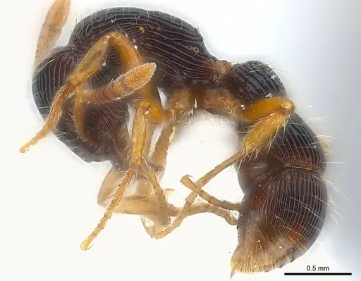 Gnamptogenys horni - CASENT0179987