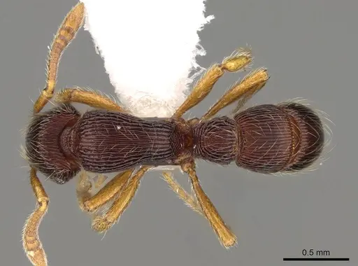 Gnamptogenys horni - CASENT0281528