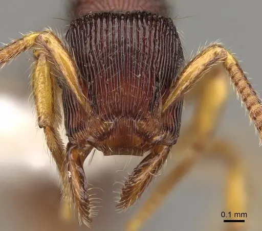 Gnamptogenys horni - CASENT0281528