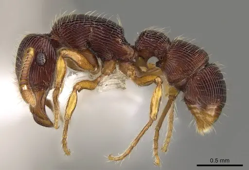 Gnamptogenys horni - CASENT0281528