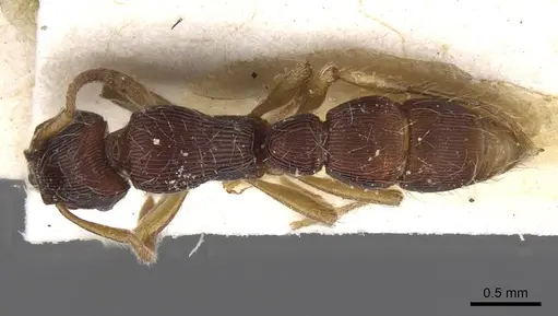 Gnamptogenys horni - CASENT0915115