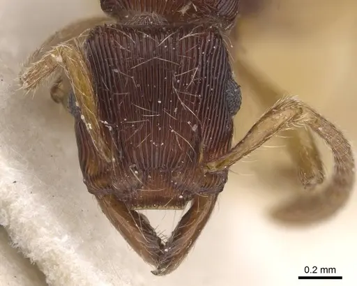 Gnamptogenys horni - CASENT0915115