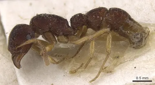 Gnamptogenys horni - CASENT0915115