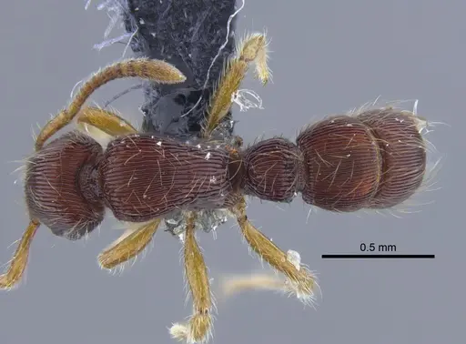 Gnamptogenys horni - CBUMAGENT41757