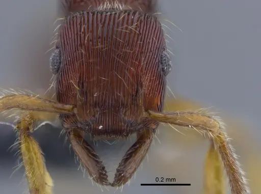 Gnamptogenys horni - CBUMAGENT41757