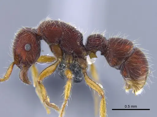 Gnamptogenys horni - CBUMAGENT41757