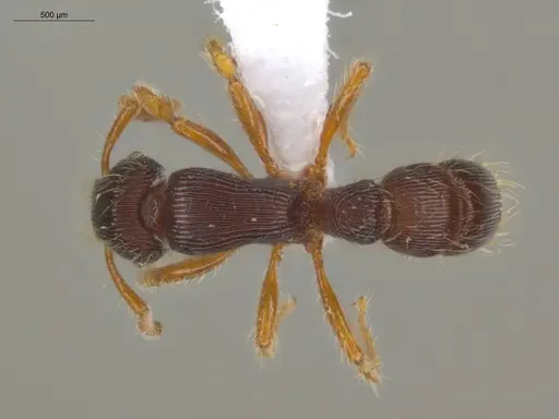 Gnamptogenys horni - ECOFOG-IT14-0458-05