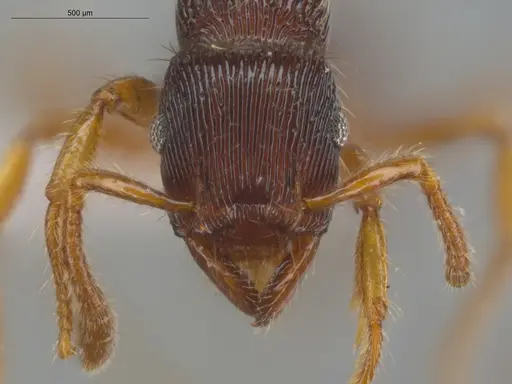 Gnamptogenys horni - ECOFOG-IT14-0458-05