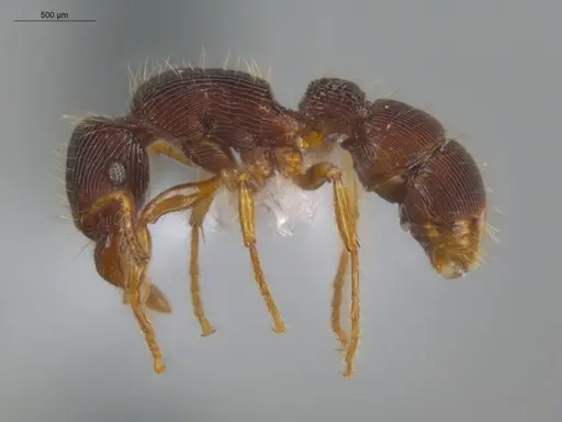 Gnamptogenys horni - ECOFOG-IT14-0458-05