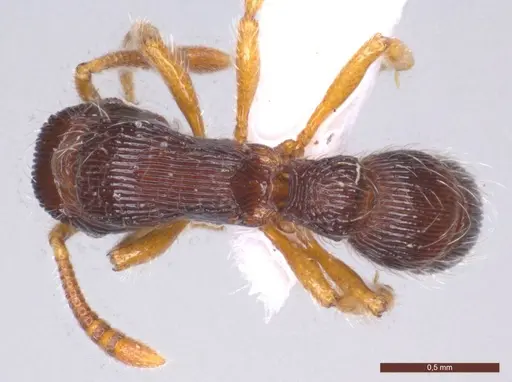 Gnamptogenys horni - ECOFOG-MI15-0236-17