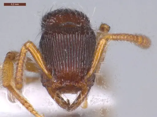 Gnamptogenys horni - ECOFOG-MI15-0236-17