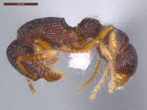 Gnamptogenys horni - ECOFOG-MI15-0236-17