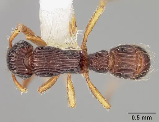 Gnamptogenys horni - USNMENT00441280