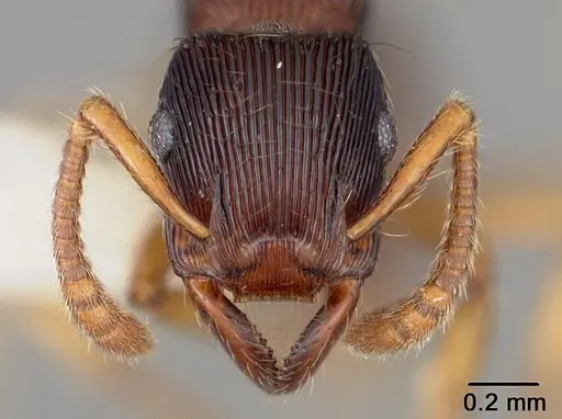 Gnamptogenys horni - USNMENT00441280