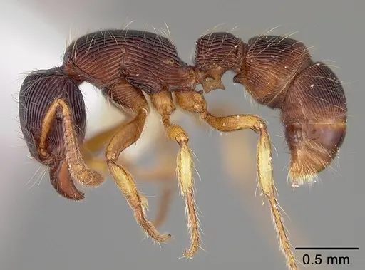 Gnamptogenys horni - USNMENT00441280