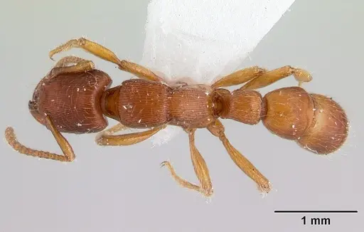 Gnamptogenys interrupta specimen