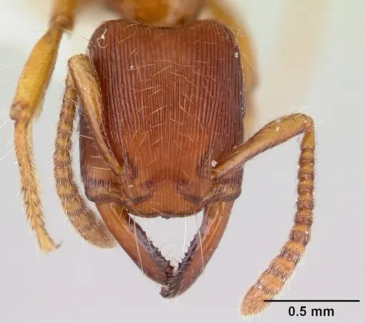 Gnamptogenys interrupta specimen