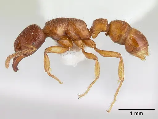 Gnamptogenys interrupta specimen