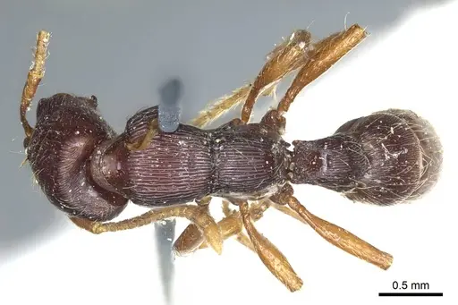 Gnamptogenys interrupta - CASENT0915912