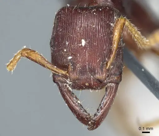 Gnamptogenys interrupta - CASENT0915912