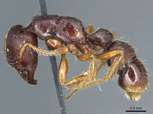 Gnamptogenys interrupta - CASENT0915912