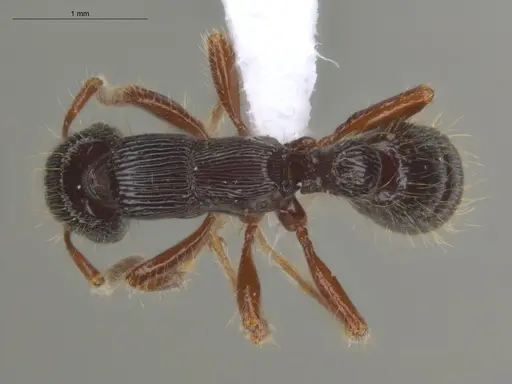 Gnamptogenys interrupta - ECOFOG-MI15-0486-07