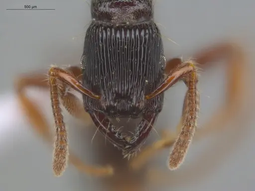 Gnamptogenys interrupta - ECOFOG-MI15-0486-07