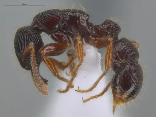 Gnamptogenys interrupta - ECOFOG-MI15-0486-07