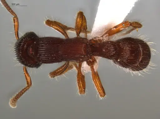 Gnamptogenys interrupta - ECOFOG-SL13-0997-11