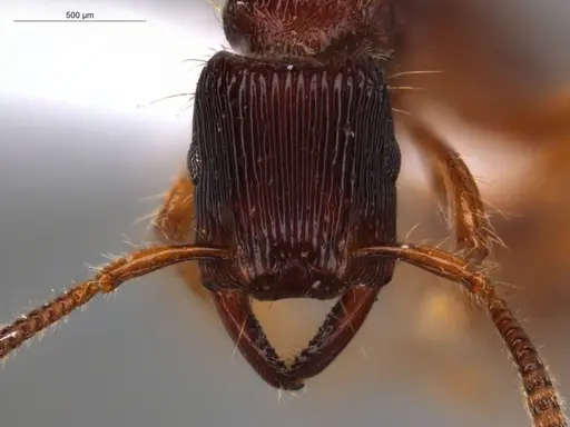 Gnamptogenys interrupta - ECOFOG-SL13-0997-11