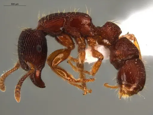 Gnamptogenys interrupta - ECOFOG-SL13-0997-11