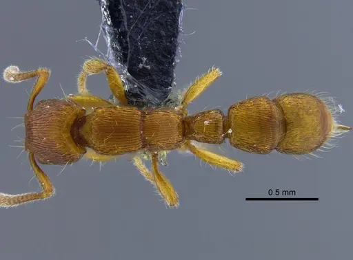 Gnamptogenys interrupta - IAVH-E-262225