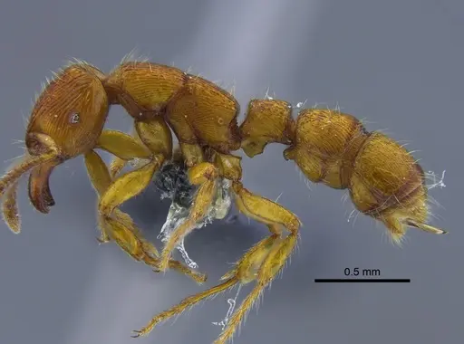 Gnamptogenys interrupta - IAVH-E-262225