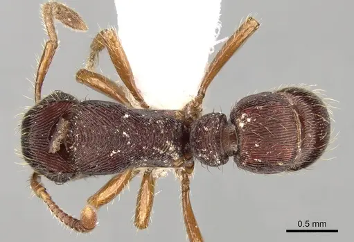 Gnamptogenys kempfi specimen