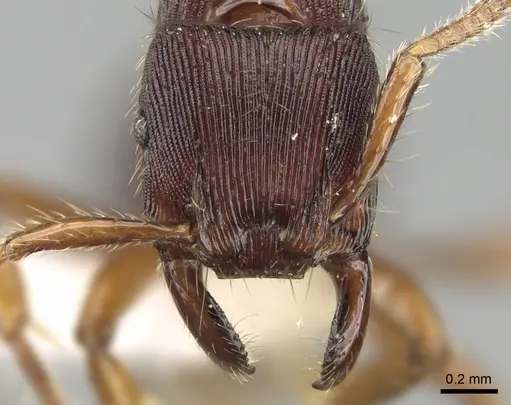 Gnamptogenys kempfi specimen