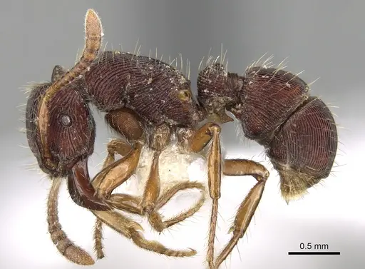 Gnamptogenys kempfi specimen